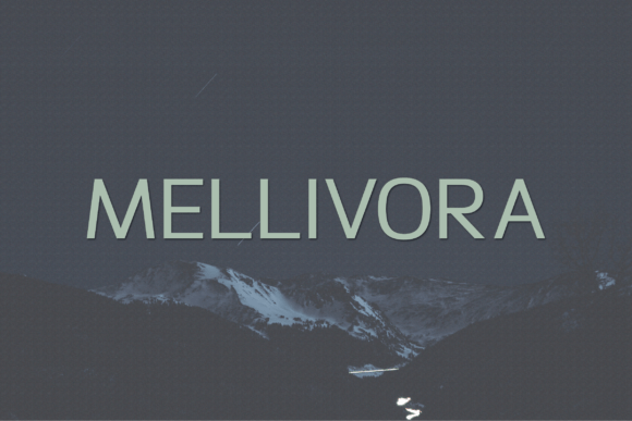 Mellivora: A Font That Elevates Your Brand