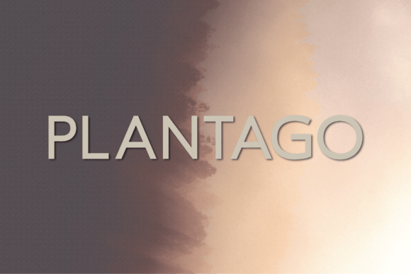 Plantago: A Font That Elevates Your Brand